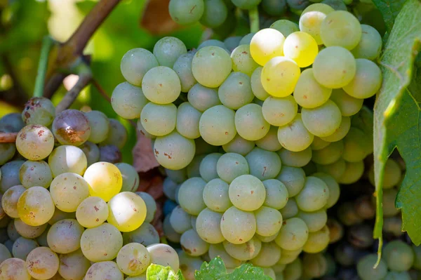 Vinhedos Montanhas Aoc Luberon Perto Apt Com Troncos Uvas Velhas — Fotografia de Stock