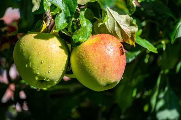Grandes Pommes Braeburn Sucrées Mûrissant Sur Arbre Dans Verger Fruits — Photo