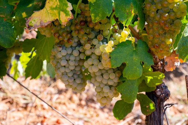 Vineyards Aoc Luberon Mountains Apt Old Grunks Growing Red Clay — Stock Fotó