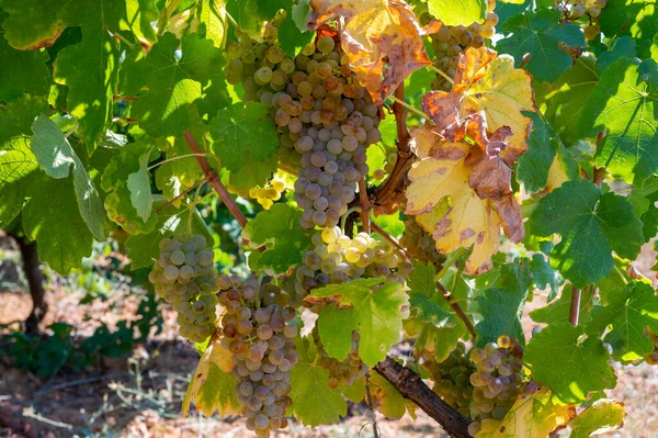 Vinhedos Montanhas Aoc Luberon Perto Apt Com Troncos Uvas Velhas — Fotografia de Stock