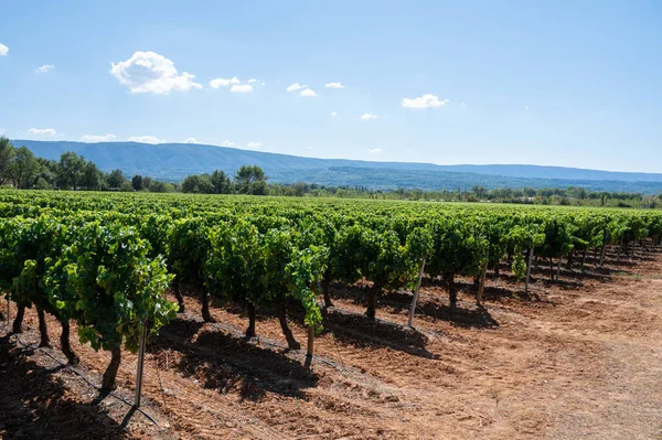近くのAocルブロン山のブドウ畑赤い粘土質の土壌 ヴォークルス プロヴァンス フランスで成長している古いブドウの幹とアプト 収穫の準備ができている赤またはバラのワインブドウ — ストック写真