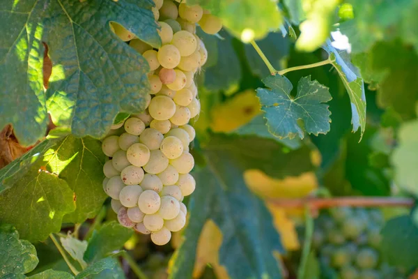 Vignobles Des Aoc Montagnes Luberon Près Apt Avec Vieux Troncs — Photo