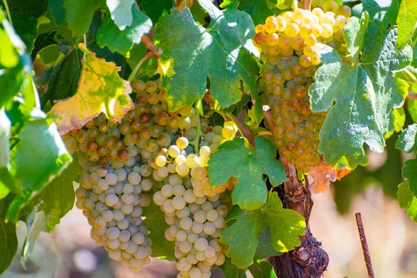 Vignobles Des Aoc Montagnes Luberon Près Apt Avec Vieux Troncs — Photo