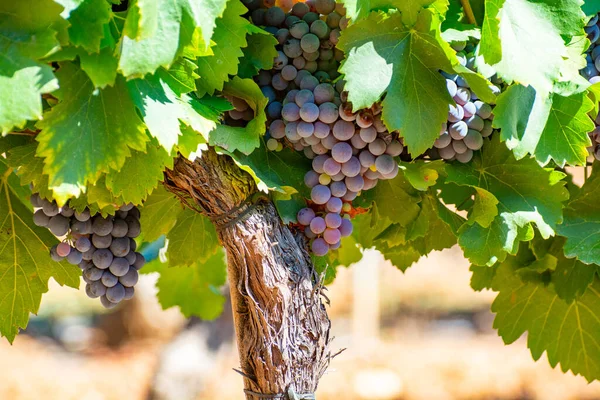 Vignobles Des Monts Aoc Luberon Près Apt Avec Vieux Troncs — Photo