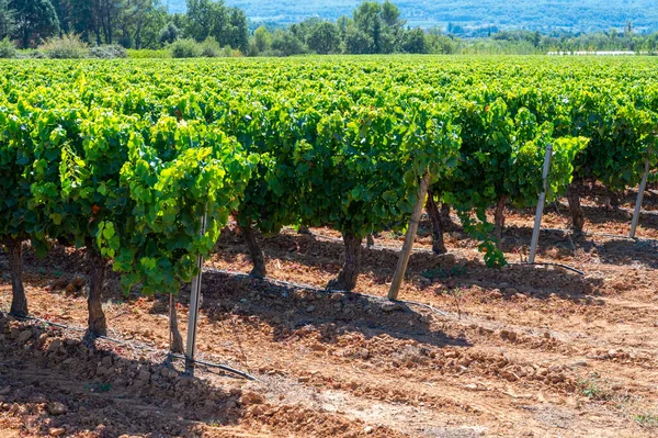 Vinodlingar Aoc Luberon Berg Nära Apt Med Gamla Vinstockar Som — Stockfoto