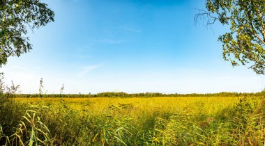 Kuzey Brabant 'ın yeşil akciğeri, Eylül ayında Kempen Ormanı, Hollanda