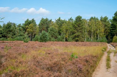 Kuzey Brabant 'ın yeşil akciğeri, Eylül ayında Kempen Ormanı, Hollanda