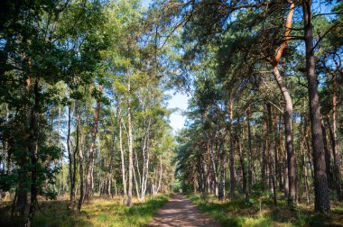 Nature background, green lung of North Brabant, Kempen forest in September, the Netherlands clipart