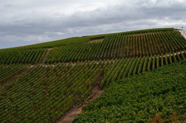 Epernay yakınlarında yeşil büyük cru üzüm bağları olan manzara, Fransa 'nın Champagne bölgesi, sonbahar yağmurlu günlerinde. Cote des Blanc 'ın kireçli topraklarında beyaz şarap üzümü yetiştiriyorum..