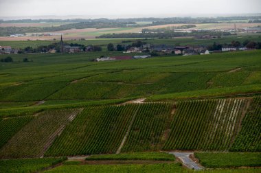 Epernay yakınlarında yeşil büyük cru üzüm bağları olan manzara, Fransa 'nın Champagne bölgesi, sonbahar yağmurlu günlerinde. Cote des Blanc 'ın kireçli topraklarında beyaz şarap üzümü yetiştiriyorum..