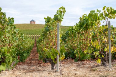 Epernay yakınlarında yeşil büyük cru üzüm bağları olan manzara, Fransa 'nın Champagne bölgesi, sonbahar yağmurlu günlerinde. Cote des Blanc 'ın kireçli topraklarında beyaz şarap üzümü yetiştiriyorum..
