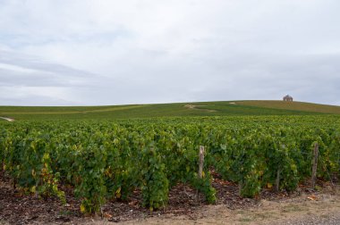 Epernay yakınlarında yeşil büyük cru üzüm bağları olan manzara, Fransa 'nın Champagne bölgesi, sonbahar yağmurlu günlerinde. Cote des Blanc 'ın kireçli topraklarında beyaz şarap üzümü yetiştiriyorum..