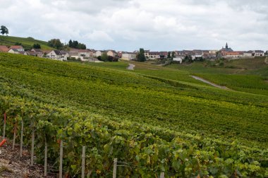 Epernay yakınlarında yeşil büyük cru üzüm bağları olan manzara, Fransa 'nın Champagne bölgesi, sonbahar yağmurlu günlerinde. Cote des Blanc 'ın kireçli topraklarında beyaz şarap üzümü yetiştiriyorum..