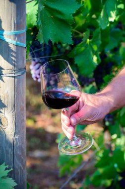 Profesyonel şarap tatma, kırmızı şaraplı bardak ve yazın Lazio, İtalya 'daki üzüm bağlarında olgunlaşmış üzüm.