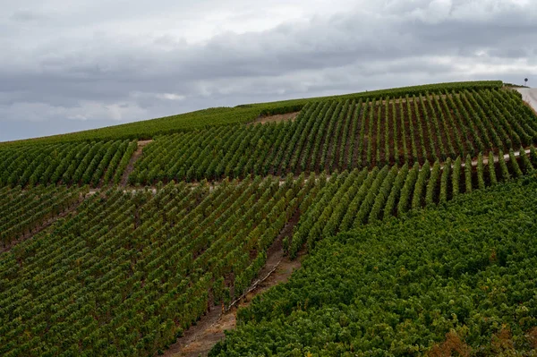 Landscape Green Grand Cru Vineyards Epernay Region Champagne France Autumn — Stock Photo, Image