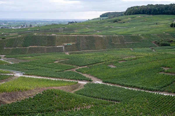 Landschap Met Groene Grand Cru Wijngaarden Buurt Van Epernay Regio — Stockfoto