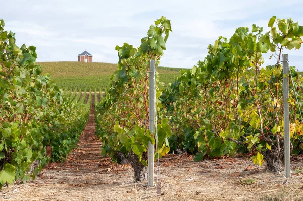 Paisaje Con Grandes Viñedos Verdes Cerca Epernay Región Champagne Francia — Foto de Stock