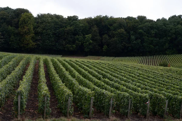 Paisaje Con Grandes Viñedos Verdes Cerca Epernay Región Champagne Francia —  Fotos de Stock