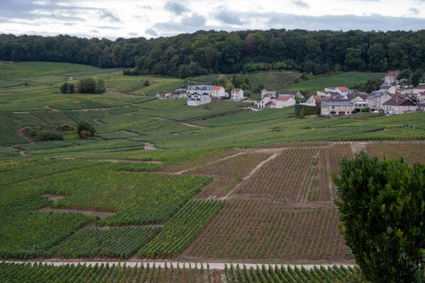 Landschaft Mit Grünen Grand Cru Weinbergen Der Nähe Von Epernay — Stockfoto