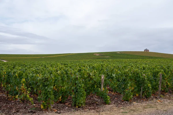 Paisaje Con Grandes Viñedos Verdes Cerca Epernay Región Champagne Francia — Foto de Stock