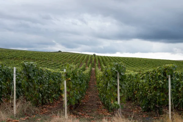 Landscape Green Grand Cru Vineyards Epernay Region Champagne France Autumn — Stock Photo, Image