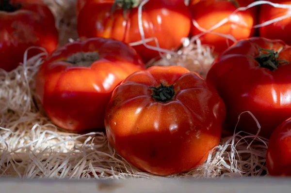 Assortimento Pomodori Insalata Francese Nuovo Raccolto Grandi Pomodori Cimelio Sul — Foto Stock