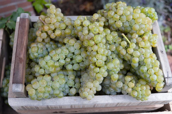 Nowe Zbiory Białych Słodkich Winogron Chardonnay Wielkich Winnicach Pobliżu Epernay — Zdjęcie stockowe