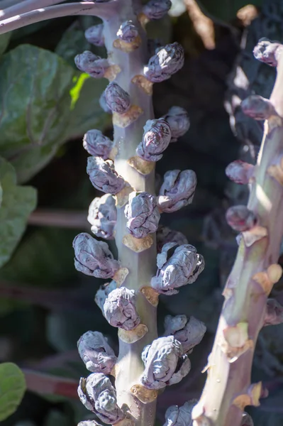 Harvestiog Van Paarse Spruiten Spruiten Kool Hoofden Boerderij Veld — Stockfoto