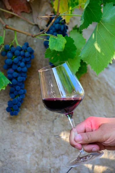 Professional wine tasting on winery, glass with dry red wine and ripe grapevine on vineyards in Lazio, Italy in summer