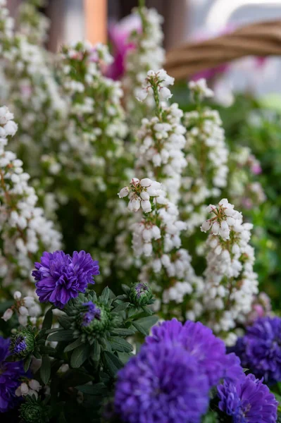 Farbenfroher Herbstgarten Mit Blühenden Blumen Aus Nächster Nähe — Stockfoto