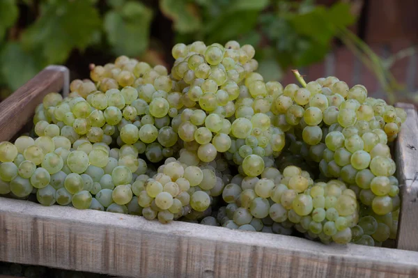 Epernay Yakınlarındaki Grand Cru Üzüm Bağlarında Yeni Beyaz Şarap Hasadı — Stok fotoğraf