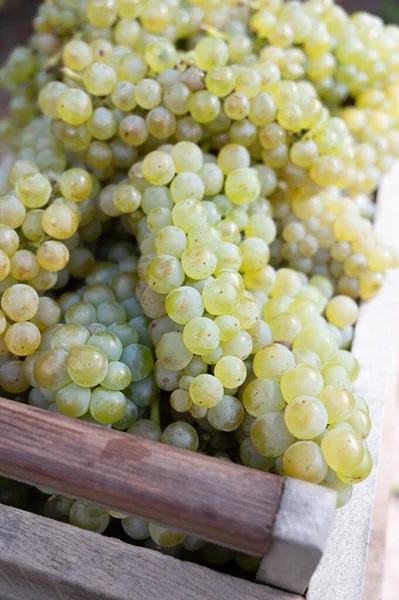 Nová Sklizeň Bílých Sladkých Chardonnay Hroznů Velkých Cru Vinic Blízkosti — Stock fotografie