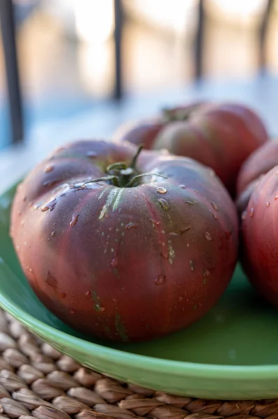 New Harvest Big Raddish Purple Heirloom Tomatoes Black Crimea Close — Stock Photo, Image