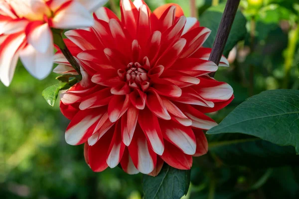 White Red Dahlia Flowers Blossoming Garden Close Royalty Free Stock Images