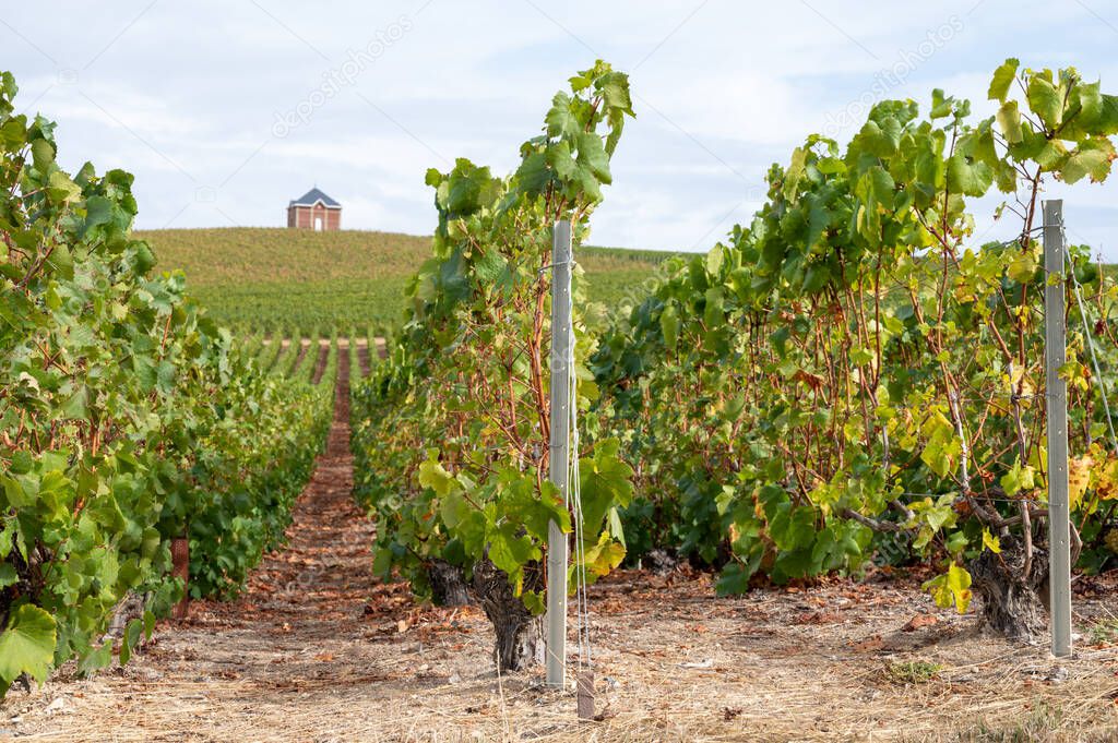 Landscape with green grand cru vineyards near Epernay, region Champagne, France in autumn rainy day. Cultivation of white chardonnay wine grape on chalky soils of Cote des Blancs.