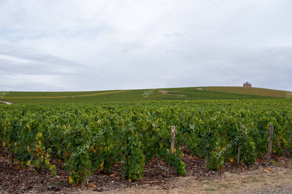 Landscape with green grand cru vineyards near Epernay, region Champagne, France in autumn rainy day. Cultivation of white chardonnay wine grape on chalky soils of Cote des Blancs.