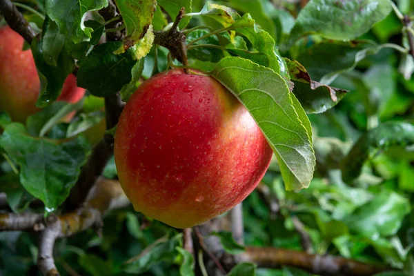 Stor Mogen Röd Äpple Hängande Grönt Äppelträd Skörd — Stockfoto