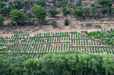 Yeşil tepelerin ve Banyuls AOP üzüm bağlarının manzarası, üzüm bitkileri, Pyrenees dağları ve Akdeniz arasında, Fransa 'nın güneyinde doğal tatlı şaraplar üretmek için özel iklim ve toprak,