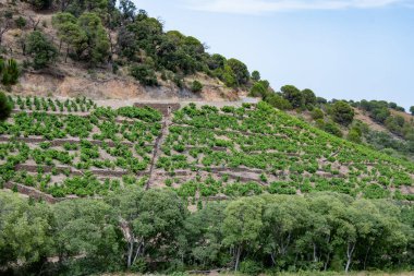 Yeşil tepelerin ve Banyuls AOP üzüm bağlarının manzarası, üzüm bitkileri, Pyrenees dağları ve Akdeniz arasında, Fransa 'nın güneyinde doğal tatlı şaraplar üretmek için özel iklim ve toprak,