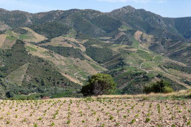 Yeşil tepelerin ve Banyuls AOP üzüm bağlarının manzarası, üzüm bitkileri, Pyrenees dağları ve Akdeniz arasında, Fransa 'nın güneyinde doğal tatlı şaraplar üretmek için özel iklim ve toprak,