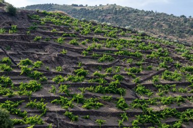 Yeşil tepelerin ve Banyuls AOP üzüm bağlarının manzarası, üzüm bitkileri, Pyrenees dağları ve Akdeniz arasında, Fransa 'nın güneyinde doğal tatlı şaraplar üretmek için özel iklim ve toprak,