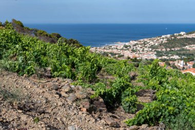 Yeşil tepelerin ve Banyuls AOP üzüm bağlarının manzarası, üzüm bitkileri, Pyrenees dağları ve Akdeniz arasında, Fransa 'nın güneyinde doğal tatlı şaraplar üretmek için özel iklim ve toprak,