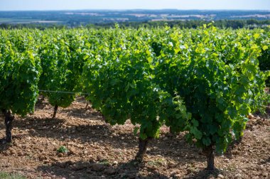 Pouilly-Fume adreslerinin üzüm bağlarına bak, Sauvignon Blanc üzümlerinden yapılan kuru beyaz şarap farklı toprak türlerinde yetişiyor, Franc.