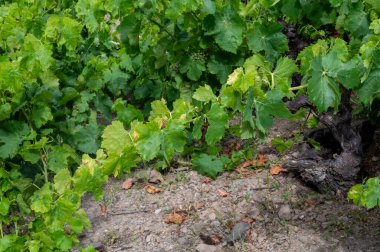 Yeşil tepelerin ve Banyuls AOP üzüm bağlarının manzarası, üzüm bitkileri, Pyrenees dağları ve Akdeniz arasında, Fransa 'nın güneyinde doğal tatlı şaraplar üretmek için özel iklim ve toprak,