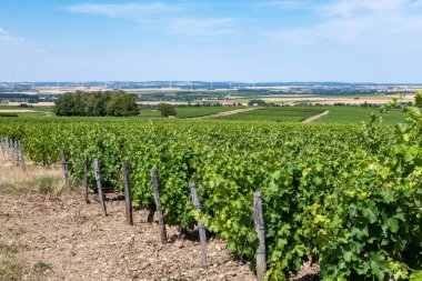 Pouilly-Fume adreslerinin üzüm bağlarına bak, Sauvignon Blanc üzümlerinden yapılan kuru beyaz şarap farklı toprak türlerinde yetişiyor, Franc.