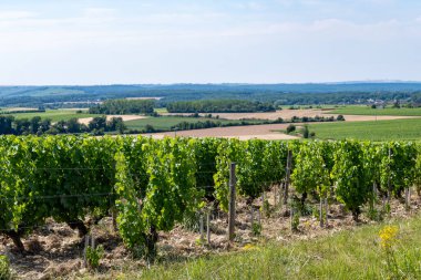 Pouilly-Fume adreslerinin üzüm bağlarına bak, Sauvignon Blanc üzümlerinden yapılan kuru beyaz şarap farklı toprak türlerinde yetişiyor, Franc.