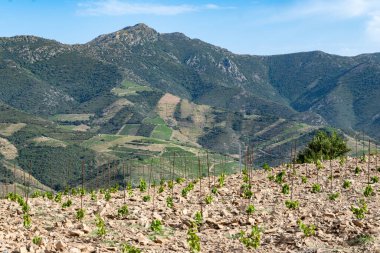 Yeşil tepelerin ve Banyuls AOP üzüm bağlarının manzarası, üzüm bitkileri, Pyrenees dağları ve Akdeniz arasında, Fransa 'nın güneyinde doğal tatlı şaraplar üretmek için özel iklim ve toprak,