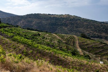 Yeşil tepelerin ve Banyuls AOP üzüm bağlarının manzarası, üzüm bitkileri, Pyrenees dağları ve Akdeniz arasında, Fransa 'nın güneyinde doğal tatlı şaraplar üretmek için özel iklim ve toprak,