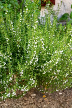 Fransız bahçesinde bahar çiçeği aromalı mutfak bitkisi çeşnisi kekik.