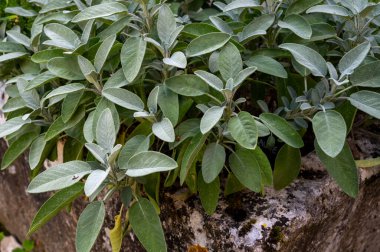 Fransız bahçesinde yeşil aromalı mutfak bitkisi çeşnili salvia yaprakları.